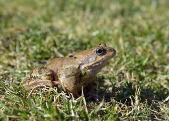 The Common Frog, Rana temporaria also known as the European Common Frog