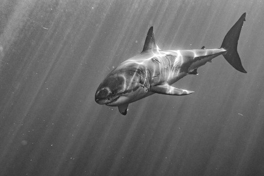 Great White shark attack in b&w