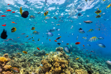 Naklejka na ściany i meble Coral reef and tropical fish in Red Sea