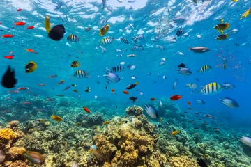 Rolgordijnen Koraalrif en tropische vissen in de Rode Zee © Jag_cz