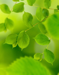 tree branches on a green background