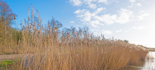 Reed along the shore of a lake in winter