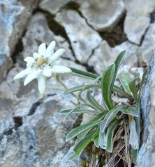 Edelweiss (Leontopodium alpinum) in natural habitat