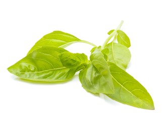 Green basil 