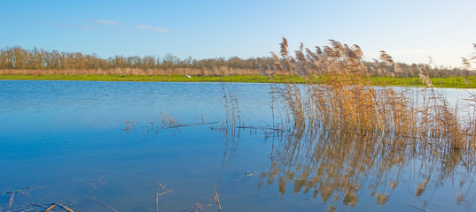 Reed along the shore of a lake in winter
