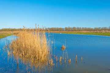 Reed along the shore of a lake in winter