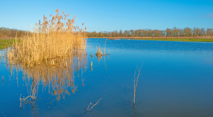 Reed along the shore of a lake in winter