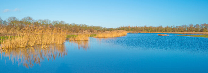 Reed along the shore of a lake in winter