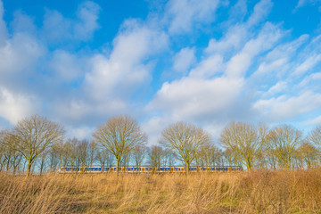 Row of trees in a blue cloudy sky in winter