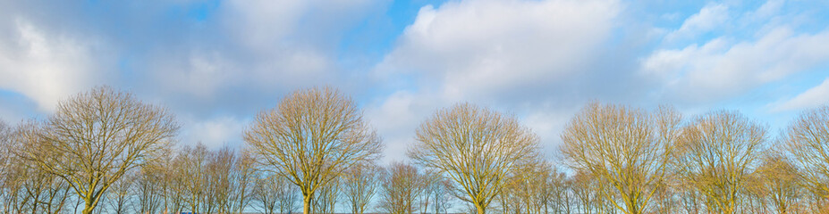 Row of trees in a blue cloudy sky in winter
