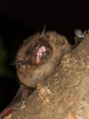  Serotine bat  shows  teeth