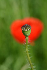 Poppy flower head