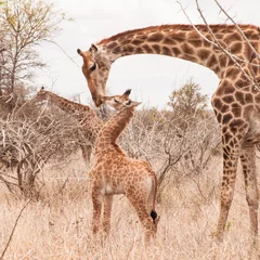 Crédence de cuisine en verre imprimé Girafe Mignon petit ourson girafe embrassant sa mère dans la savane aride.