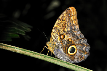 blue morpho butterfly