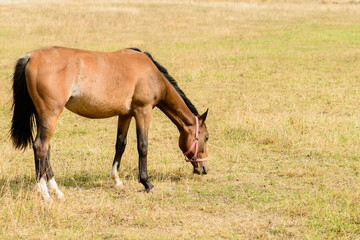 Naklejka na ściany i meble Young horse on the field chews straw (foal on dry grass)