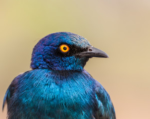 Greater Blue-eared Starling .(Lamprotornis chalybaeus) looking a
