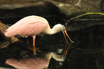spoonbill feeding