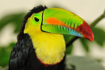 stunning colors of a rainbow toucan