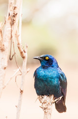 Greater Blue-eared Starling .(Lamprotornis chalybaeus) looking at camera