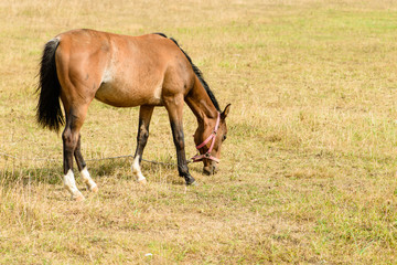 Obraz premium Young horse on the field chews straw (foal on dry grass)