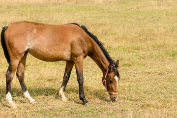 Young horse on the field chews straw (foal on dry grass)
