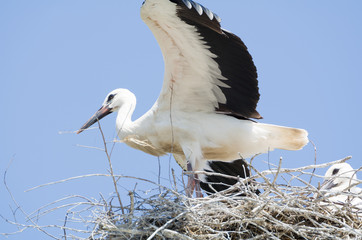 White Stork Couple in their Nest