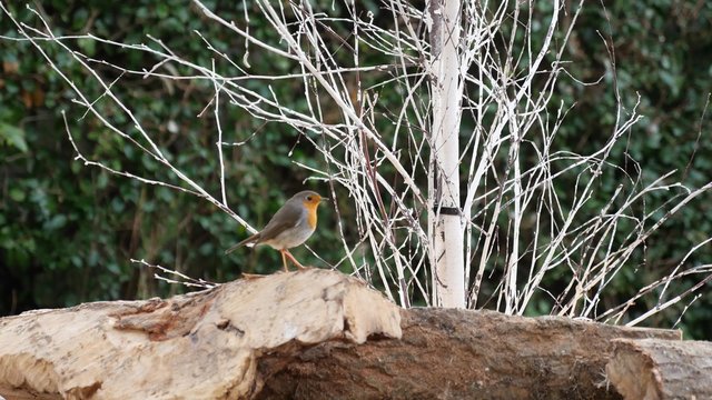 rouge gorge en hiver