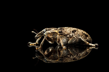 Snout beetle