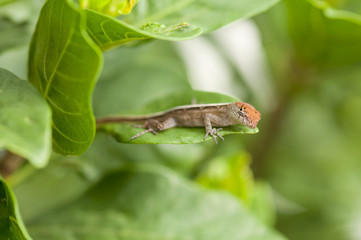 Brown Anole lizard