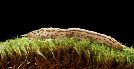 Great Leopard Slug