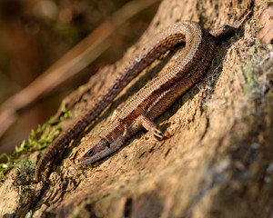 Viviparous lizard (Zootoca vivipara). A lizard on wood after being disturbed from hibernation
