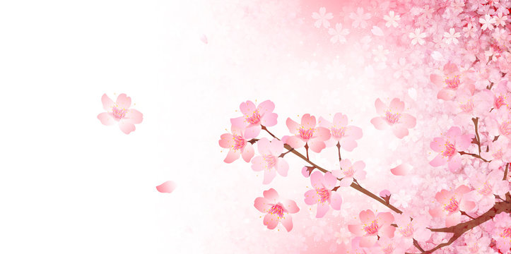桜　春　風景　背景