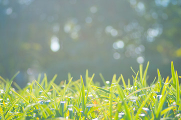 green grass Tussock