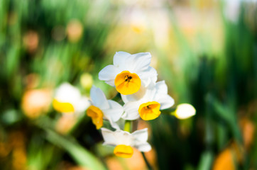 japanese narcissus
