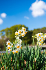 japanese narcissus
