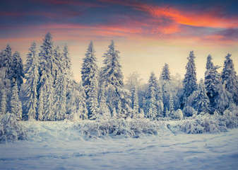 Fototapeta na wymiar Colorful winter sunrise in the Carpathian mountain forest.