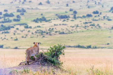 Löwin in der weite der Masai Mara