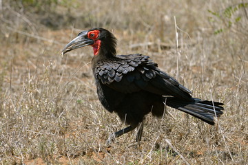 bucorve du sud, Afrique