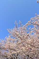 春風景