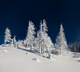 Sunne vinter scene in the mountain forest.