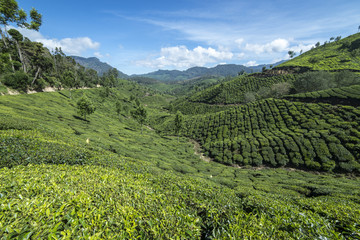 Fototapeta na wymiar beautiful view of the tea plantations in Munnar India