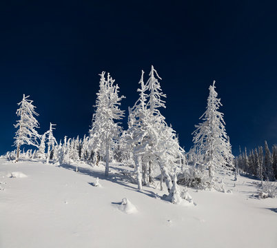 Fototapeta Sunne vinter scene in the mountain forest.