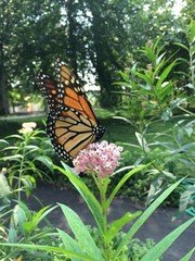 butterfly on the flower