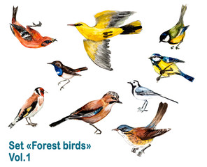 Birds. Collection forest birds. Volume 1. Watercolor hand drawn illustration