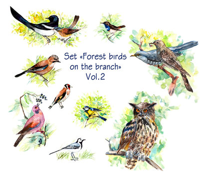 Birds on the branch. Collection forest birds. Watercolor hand drawn illustration