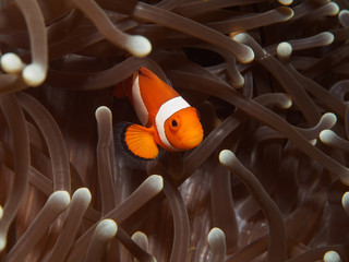 Nemo - Clownfish Fish on the Anemone