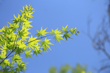 青葉のモミジ