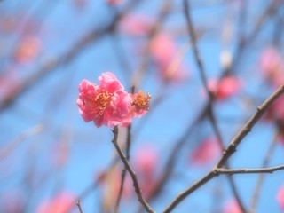 青空と紅梅
