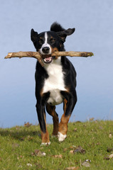 Appenzeller Sennenhund