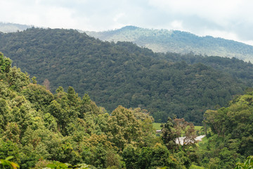Fototapeta premium View of rainforest at Chiangmai, Thailand.